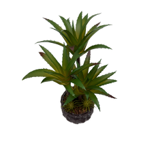 Load image into Gallery viewer, CACTUS Plant
