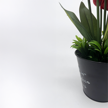 Load image into Gallery viewer, TULIP Plant
