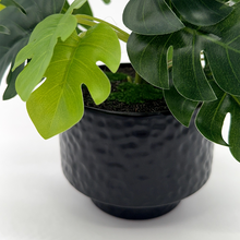 Load image into Gallery viewer, MOSTERA Plant
