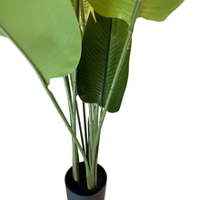 Load image into Gallery viewer, TRAVELERS Plant
