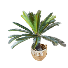Load image into Gallery viewer, SAGOO Plant
