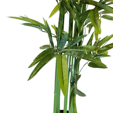Load image into Gallery viewer, BAMBOO Tree -210cm
