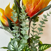 Load image into Gallery viewer, GERBERA  Plant

