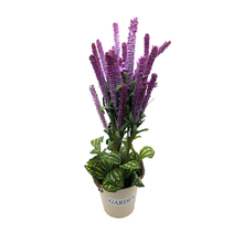 Load image into Gallery viewer, LAVENDER Plant
