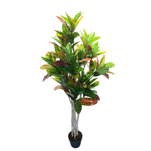 Load image into Gallery viewer, LAUREL Plant
