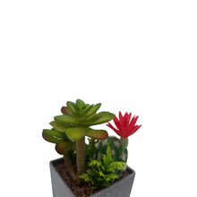 Load image into Gallery viewer, CACTUS Plant
