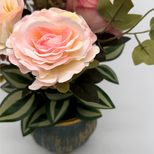 Load image into Gallery viewer, BEGONIA  Plant
