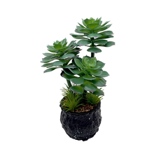 Load image into Gallery viewer, CACTUS Plant
