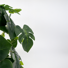 Load image into Gallery viewer, MOSTERA Plant
