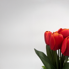 Load image into Gallery viewer, TULIP Plant
