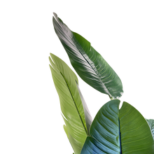 Load image into Gallery viewer, TRAVELERS Plant
