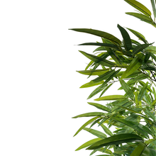 Load image into Gallery viewer, BAMBOO Tree -210cm
