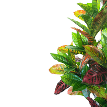Load image into Gallery viewer, LAUREL Plant
