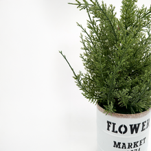 Load image into Gallery viewer, LEMON Cypress
