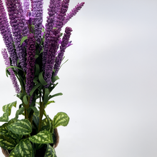 Load image into Gallery viewer, LAVENDER Plant
