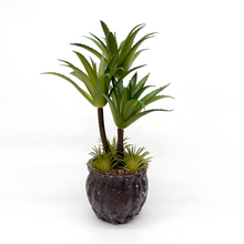 Load image into Gallery viewer, CACTUS Plant
