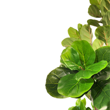 Load image into Gallery viewer, FIDDLE Leaf Fig
