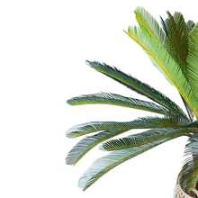 Load image into Gallery viewer, SAGOO Plant
