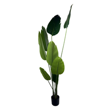Load image into Gallery viewer, TRAVELERS Plant
