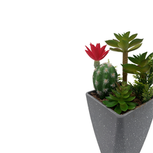 Load image into Gallery viewer, CACTUS Plant
