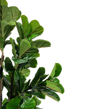 Load image into Gallery viewer, FIDDLE Leaf Fig
