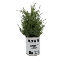 Load image into Gallery viewer, LEMON Cypress
