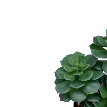 Load image into Gallery viewer, CACTUS Plant
