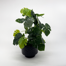 Load image into Gallery viewer, MOSTERA Plant
