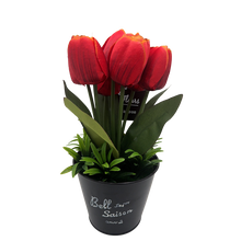 Load image into Gallery viewer, TULIP Plant
