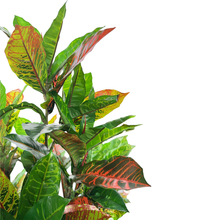 Load image into Gallery viewer, LAUREL Plant
