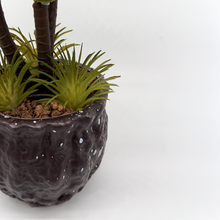 Load image into Gallery viewer, CACTUS Plant
