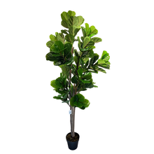 Load image into Gallery viewer, FIDDLE Leaf Fig
