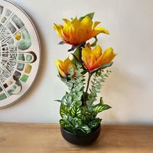 Load image into Gallery viewer, GERBERA  Plant
