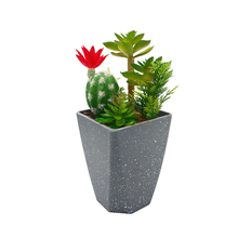 Load image into Gallery viewer, CACTUS Plant
