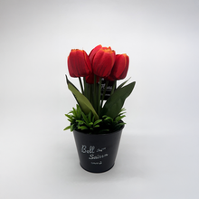 Load image into Gallery viewer, TULIP Plant

