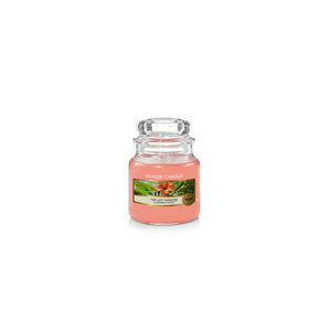 The Last Paradise Candle- Classic Jar